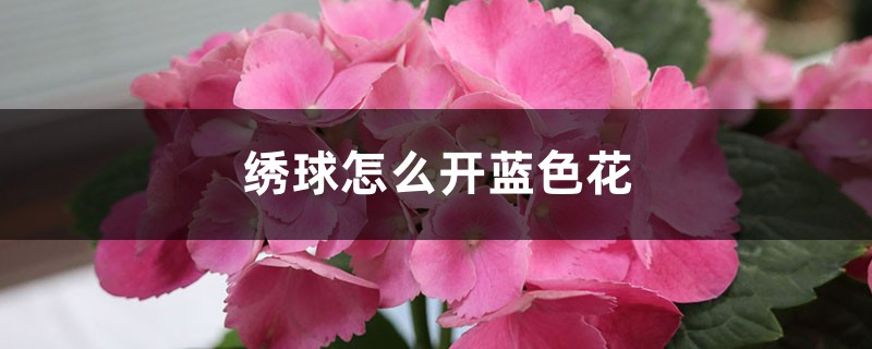 绣球怎么开蓝色花 绣球怎么开蓝色花