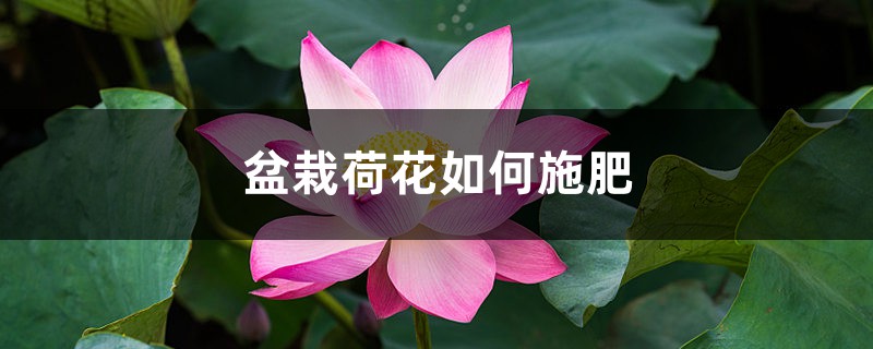盆栽荷花如何施肥 盆栽荷花如何施肥