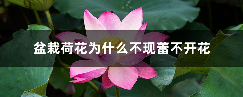 盆栽荷花为什么不现蕾不开花 盆栽荷花为什么不现蕾不开花