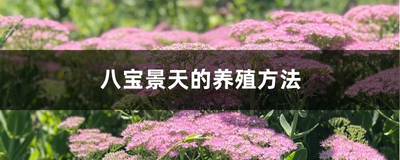 八宝景天的养殖方法 八宝景天的养殖方法