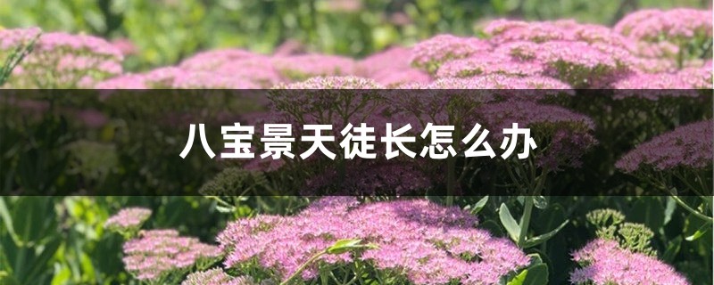 八宝景天徒长怎么办 八宝景天徒长怎么办