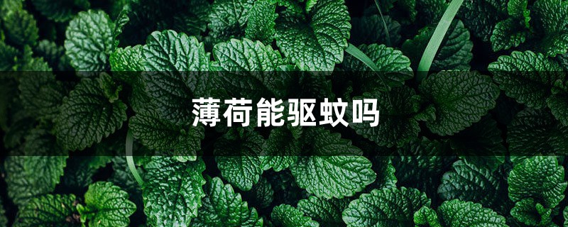 薄荷能驱蚊吗 薄荷能驱蚊吗