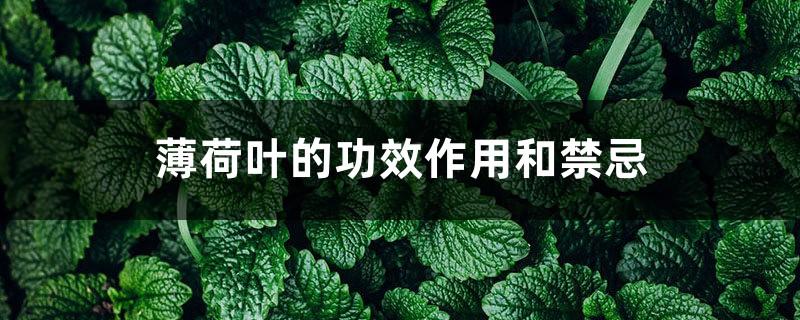 薄荷叶的功效作用和禁忌 薄荷叶的功效作用和禁忌