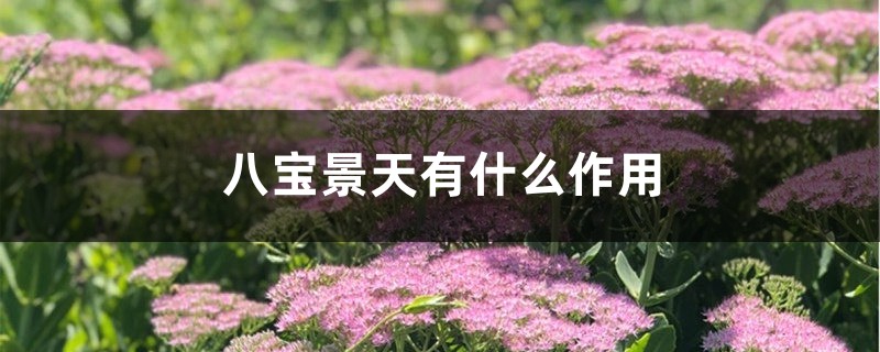 八宝景天有什么作用 八宝景天有什么作用