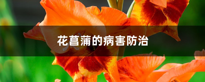 花菖蒲的病害防治 花菖蒲的病害防治