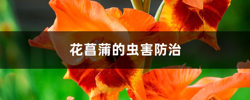 花菖蒲的虫害防治 花菖蒲的虫害防治