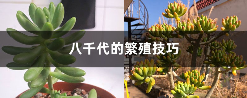 八千代的繁殖技巧 八千代的繁殖技巧