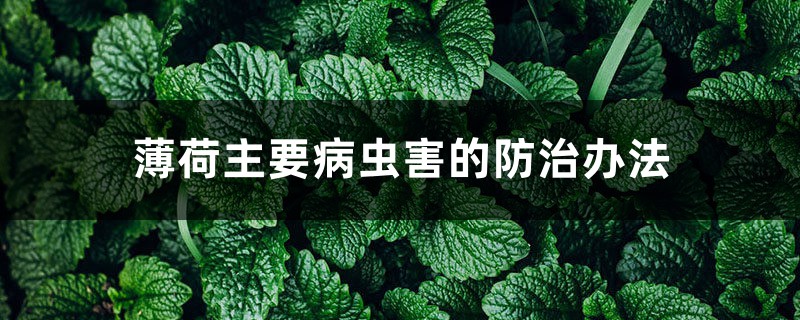 薄荷主要病虫害的防治办法 薄荷主要病虫害的防治办法