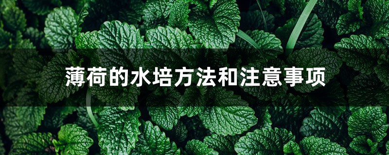 薄荷的水培方法和注意事项 薄荷的水培方法和注意事项