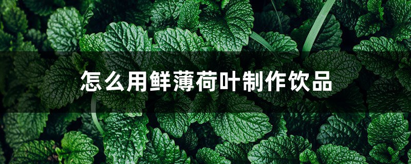 怎么用鲜薄荷叶制作饮品 怎么用鲜薄荷叶制作饮品