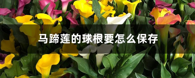 马蹄莲的球根要怎么保存 马蹄莲的球根要怎么保存