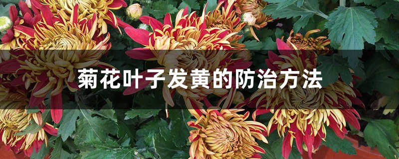 菊花叶子发黄的防治方法 菊花叶子发黄的防治方法