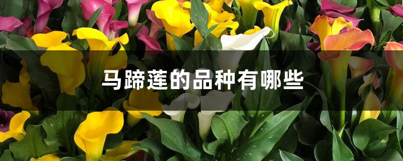 马蹄莲的品种有哪些 马蹄莲的品种有哪些