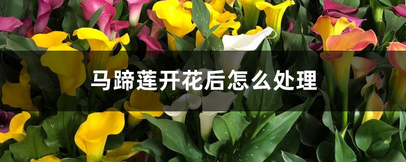 马蹄莲开花后怎么处理 马蹄莲开花后怎么处理