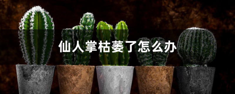 仙人掌枯萎了怎么办 仙人掌枯萎了怎么办
