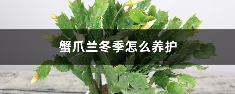 蟹爪兰冬季怎么养护 蟹爪兰冬季怎么养护