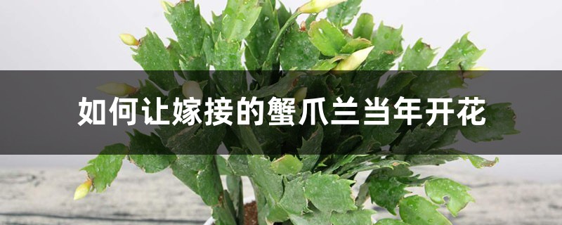如何让嫁接的蟹爪兰当年开花 如何让嫁接的蟹爪兰当年开花