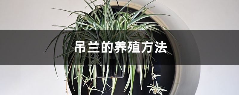 吊兰的养殖方法 吊兰的养殖方法