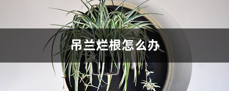 吊兰烂根怎么办 吊兰烂根怎么办