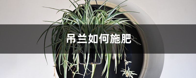 吊兰如何施肥 吊兰如何施肥