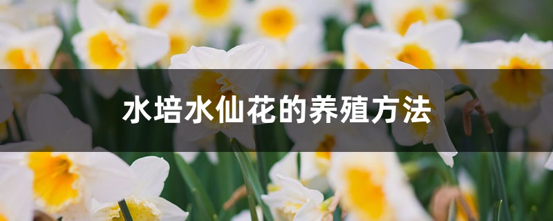 水培水仙花的养殖方法 水培水仙花的养殖方法
