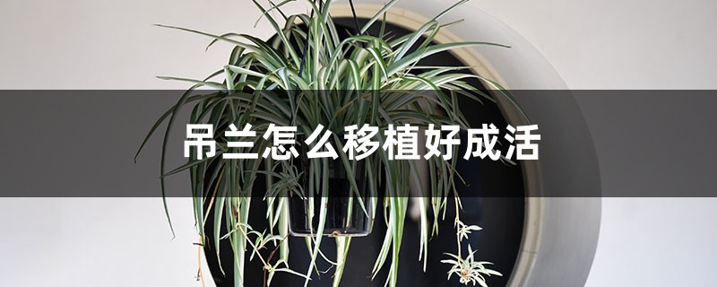 吊兰怎么移植好成活 吊兰怎么移植好成活