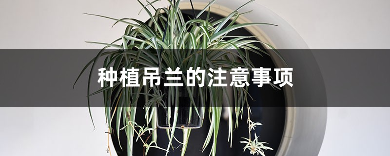 种植吊兰的注意事项 种植吊兰的注意事项