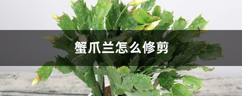 蟹爪兰怎么修剪 蟹爪兰怎么修剪