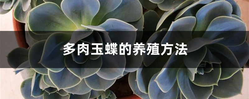 多肉玉蝶的养殖方法 多肉玉蝶的养殖方法