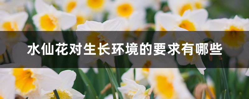 水仙花对生长环境的要求有哪些 水仙花对生长环境的要求有哪些