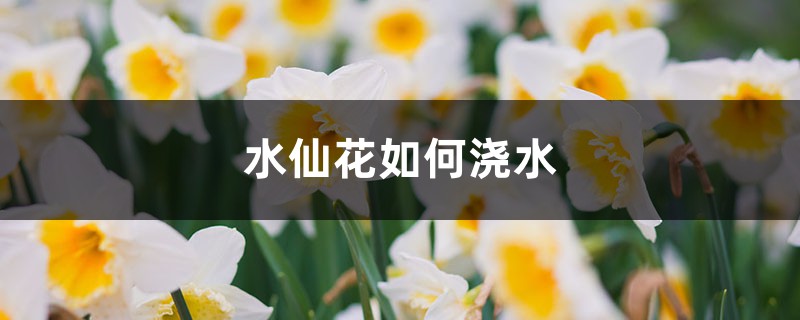 水仙花如何浇水 水仙花如何浇水