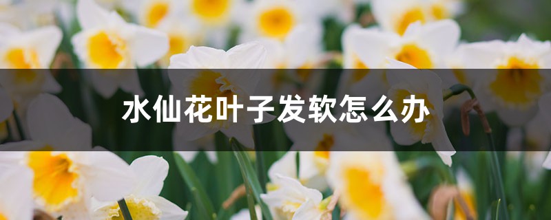 水仙花叶子发软怎么办 水仙花叶子发软怎么办