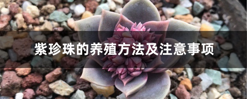 紫珍珠的养殖方法及注意事项 紫珍珠的养殖方法及注意事项
