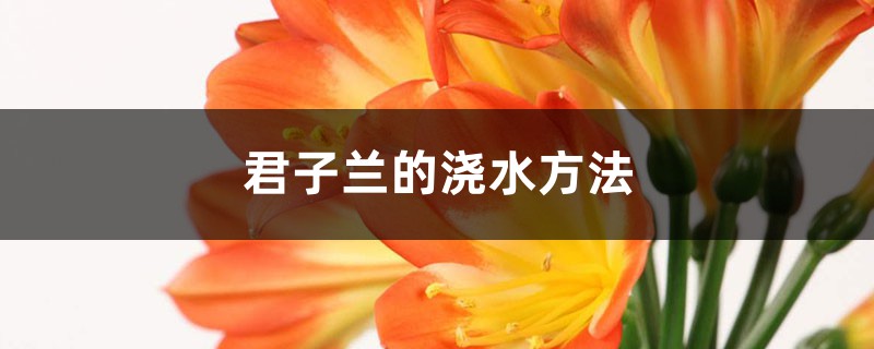 君子兰的浇水方法 君子兰的浇水方法