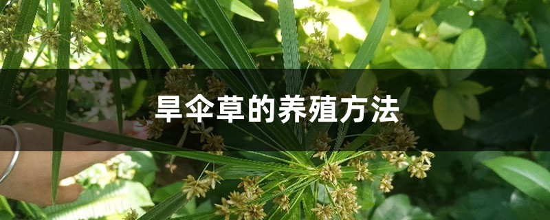 旱伞草的养殖方法 旱伞草的养殖方法