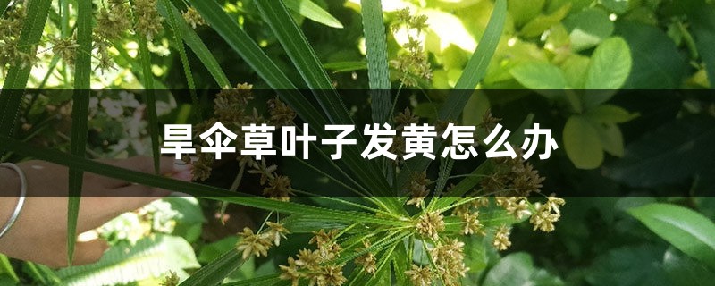 旱伞草叶子发黄怎么办 旱伞草叶子发黄怎么办