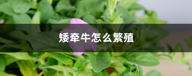 矮牵牛怎么繁殖 矮牵牛怎么繁殖