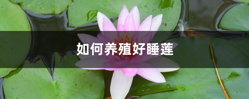 如何养殖好睡莲 如何养殖好睡莲