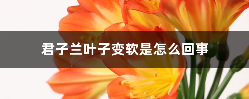 君子兰叶子变软是怎么回事 君子兰叶子变软是怎么回事