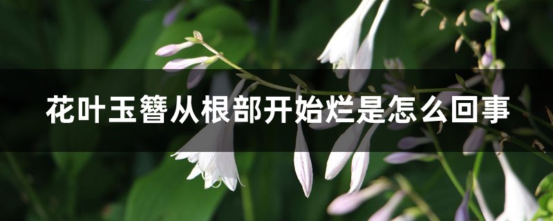 花叶玉簪从根部开始烂是怎么回事 花叶玉簪从根部开始烂是怎么回事