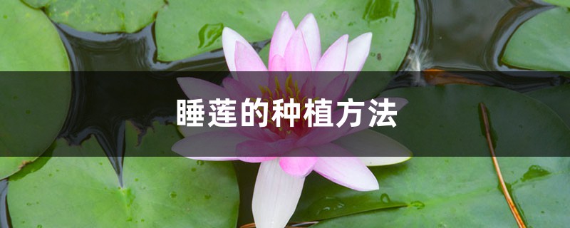 睡莲的种植方法 睡莲的种植方法