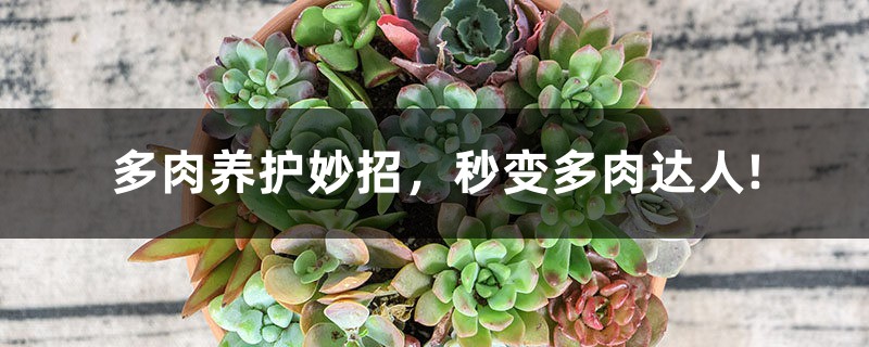 多肉养护妙招,秒变多肉达人! 多肉养护妙招,秒变多肉达人!