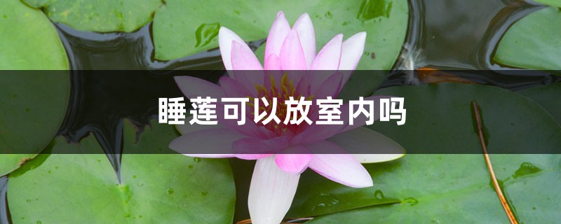 睡莲可以放室内吗 睡莲可以放室内吗