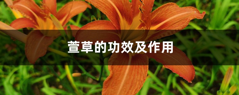 萱草的功效及作用 萱草的功效及作用