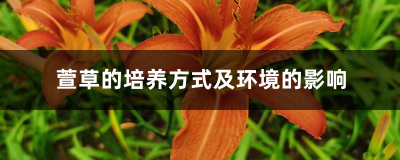 萱草的培养方式及环境的影响 萱草的培养方式及环境的影响