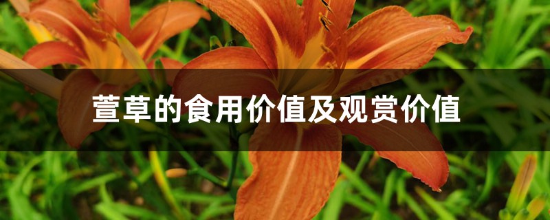 萱草的食用价值及观赏价值 萱草的食用价值及观赏价值