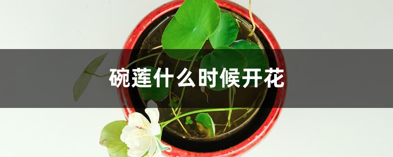 碗莲什么时候开花 碗莲什么时候开花