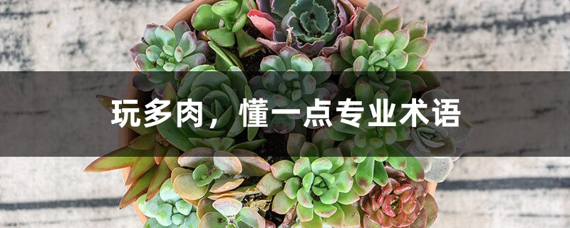 玩多肉,懂一点专业术语 玩多肉,懂一点专业术语