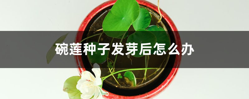 碗莲种子发芽后怎么办 碗莲种子发芽后怎么办