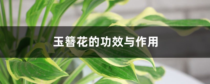 玉簪花的功效与作用 玉簪花的功效与作用